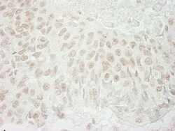 USP37 Antibody, Novus Biologicals 0.1mg; Unlabeled:Antibodies, Polyclonal